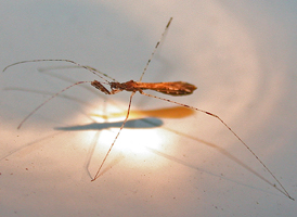Empicoris rubromaculatus Empicoris rubromaculatus